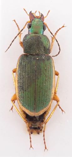 Réf. 310 338 : Chlaenius olivieri